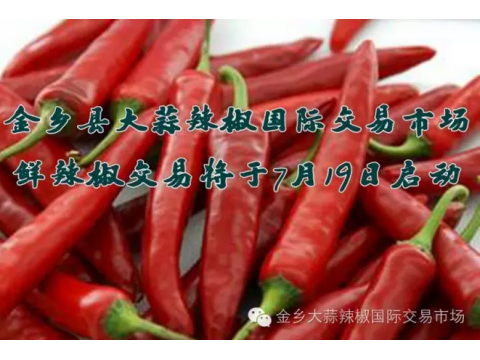 金乡县大蒜辣椒国际交易市场鲜辣椒交易将于7月19日启动